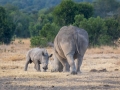 Breitmaul Nashorn (Südliches)