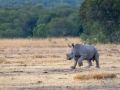 Breitmaul Nashorn (Südliches)