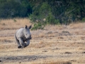 Breitmaul Nashorn (Südliches)