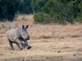 Breitmaul Nashorn (Südliches)