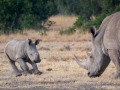 Breitmaul Nashorn (Südliches)