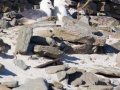 North Ronaldsay, Eissturmvögel