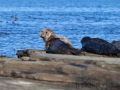 North Ronaldsay, Seehund