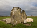 Stones of Stenness