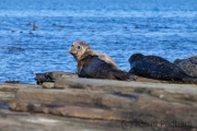 Seehunde, North Rolandsay