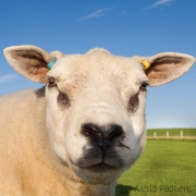 Schaf bei den Stones of Stenness