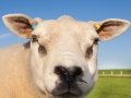 Schaf bei den Stones of Stenness