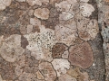 Flechten