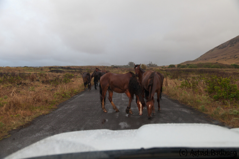 Pferde am Rano Raraku