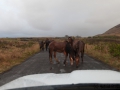 Pferde am Rano Raraku