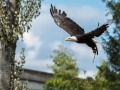 Seeadler