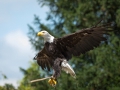 Seeadler