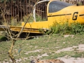 Hyäne vor Flugzeugwrack