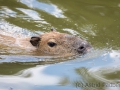 Capybara