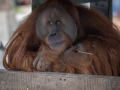 Orang Utan