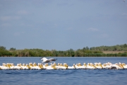 Rosapelikan (Pelecanus onocrotalus)