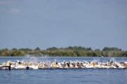 Rosapelikan (Pelecanus onocrotalus)