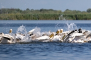 Rosapelikan (Pelecanus onocrotalus)