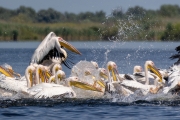 Rosapelikan (Pelecanus onocrotalus)