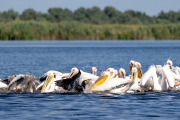 Rosapelikan (Pelecanus onocrotalus)