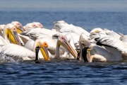 Rosapelikan (Pelecanus onocrotalus)