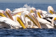Rosapelikan (Pelecanus onocrotalus)
