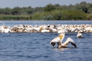 Rosapelikan (Pelecanus onocrotalus)