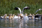 Rosapelikan (Pelecanus onocrotalus)