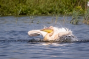 Rosapelikan (Pelecanus onocrotalus)