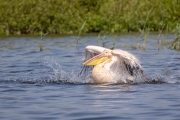 Rosapelikan (Pelecanus onocrotalus)