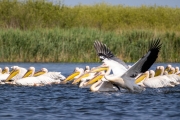 Rosapelikan (Pelecanus onocrotalus)