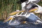 Rosapelikan (Pelecanus onocrotalus)