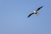 Rosapelikan (Pelecanus onocrotalus)