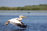 Rosapelikan (Pelecanus onocrotalus)