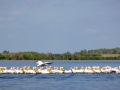 Rosapelikan (Pelecanus onocrotalus)