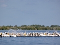 Rosapelikan (Pelecanus onocrotalus)