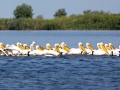 Rosapelikan (Pelecanus onocrotalus)