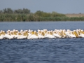 Rosapelikan (Pelecanus onocrotalus)