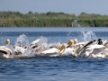 Rosapelikan (Pelecanus onocrotalus)