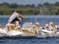 Rosapelikan (Pelecanus onocrotalus)