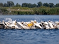 Rosapelikan (Pelecanus onocrotalus)