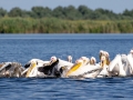 Rosapelikan (Pelecanus onocrotalus)