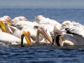 Rosapelikan (Pelecanus onocrotalus)