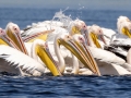 Rosapelikan (Pelecanus onocrotalus)