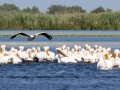Rosapelikan (Pelecanus onocrotalus)