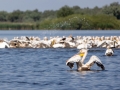 Rosapelikan (Pelecanus onocrotalus)
