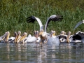 Rosapelikan (Pelecanus onocrotalus)