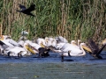 Rosapelikan (Pelecanus onocrotalus)