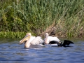 Rosapelikan (Pelecanus onocrotalus)