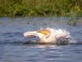 Rosapelikan (Pelecanus onocrotalus)